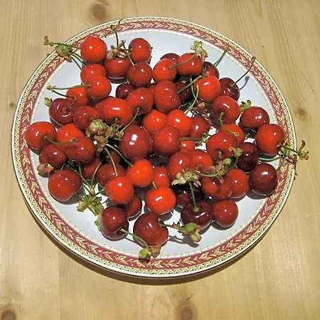 La Pantoufle Verte Montauriol (Pyrenees-Orientales)