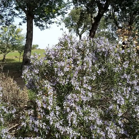 La Pantoufle Verte * Montauriol (Pyrenees-Orientales)